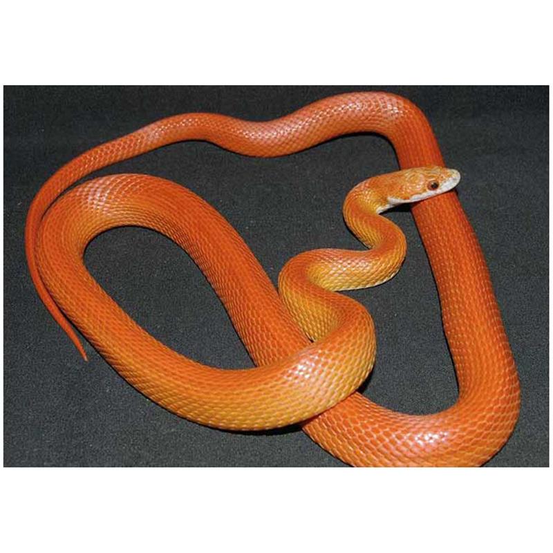 Sarpe Elaphe guttata vitramel (Corn snake) - imagine 4
